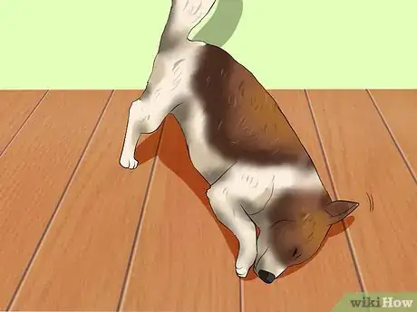 Image titled Remove a "Foxtail" from a Dog's Nose Step 5